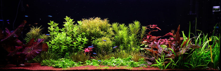 Amenajarea unui acvariu plantat